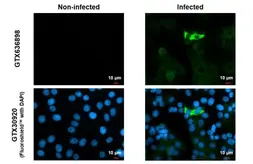 Anti-Chikungunya virus nsP2 antibody [HL1432] used in Immunocytochemistry/ Immunofluorescence (ICC/IF). GTX636898